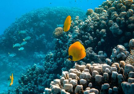 Şarm El Şeyh 3 Gece 4 Gün + 1 Gece Kahire 