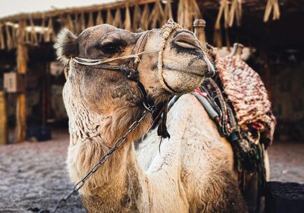 Şarm El Şeyh 4 Gece 5 Gün